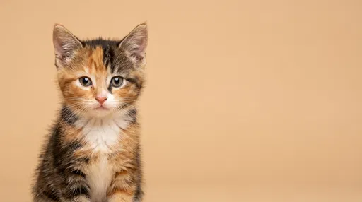 Calico Kitten Portrait On Beige Background