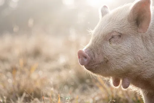 Sleepy Backlit Kunekune Piglet in Profile