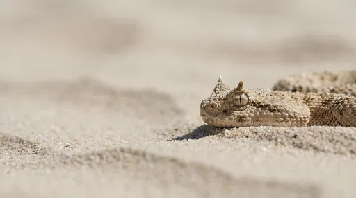 Horned Desert Viper in Sand
