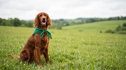 Irish Setter in Green Meadow