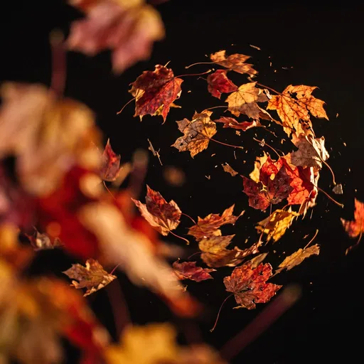 Swirling Autumn Maple Leaves on Black