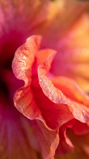 Macro Coral and Magenta Flower Petals