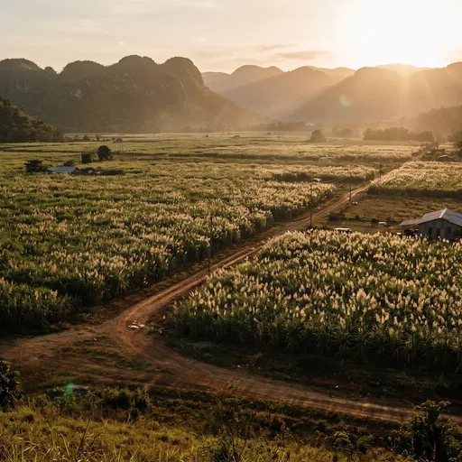 Sunset Over Jamaican Sugar Cane Fields