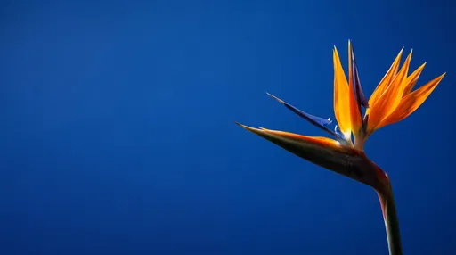 Vibrant Bird of Paradise on Blue Background