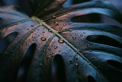 Dark Monstera Leaf With Copper Water Droplets