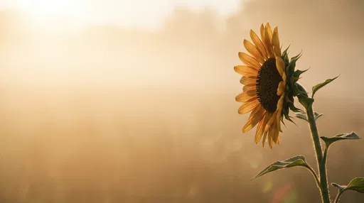 Backlit Sunflower in Golden Morning Fog