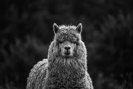 Monochrome Portrait of Fluffy Alpaca