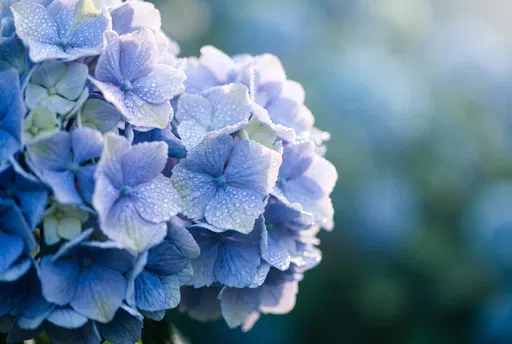 Dewy Blue Hydrangea Macro Close-Up