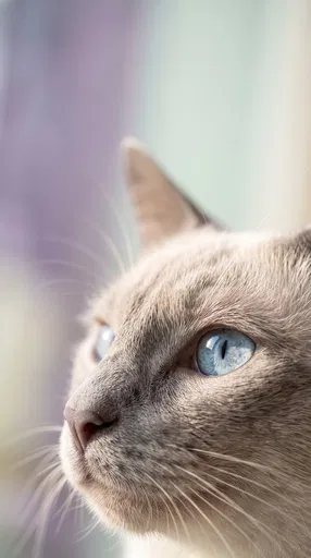 Close-Up Portrait of Lilac-Point Siamese Cat