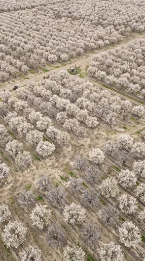 Aerial View of Blooming White Almond Orchard
