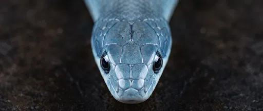 Symmetrical Overhead Macro of Blue Snake