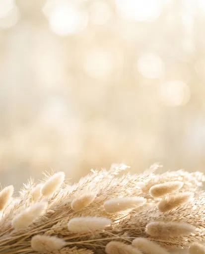 Warm Dried Pampas Grass Bokeh Background