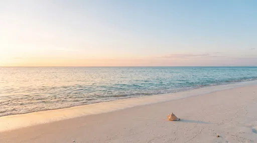 Conch Shell on Golden Hour Beach