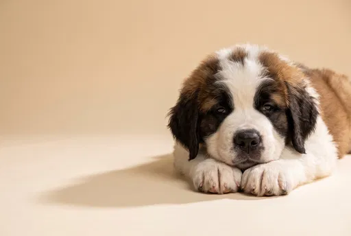 Saint Bernard Puppy Resting on Paws