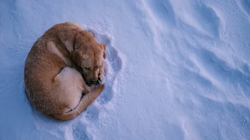 Yellow Labrador Curled Up in Snow