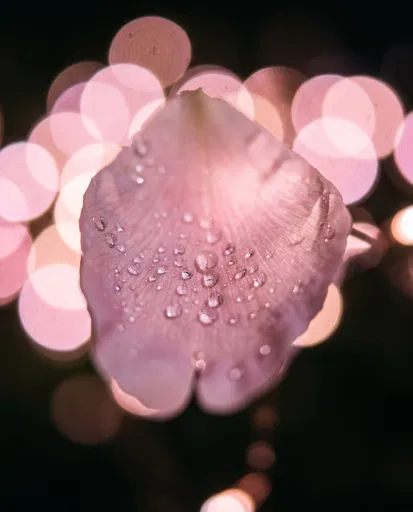 Pink Flower Petal With Dewdrops and Bokeh