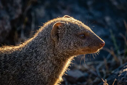 Side Profile of Rim-Lit Egyptian Mongoose