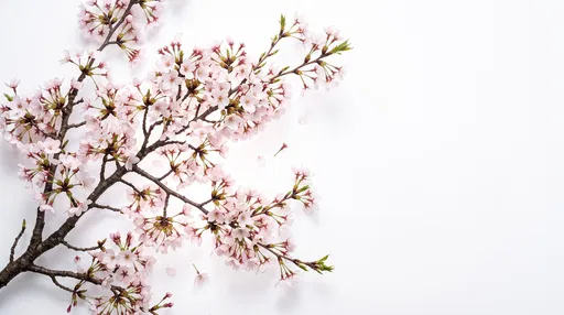 Cherry Blossom Branch on White Background