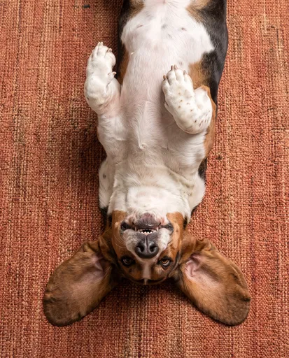 Basset Hound Lying Upside Down on Rug
