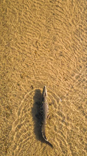 Aerial View of Crocodile in Shallow Water