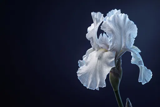White Bearded Iris on Dark Background