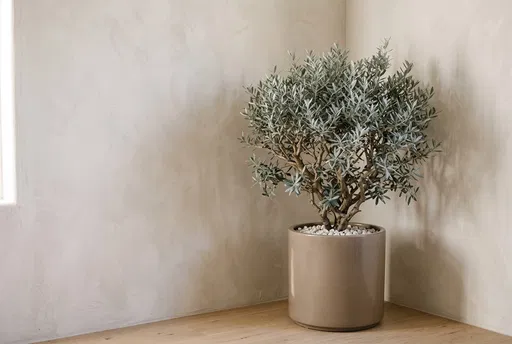 Potted Olive Tree in Minimalist Corner