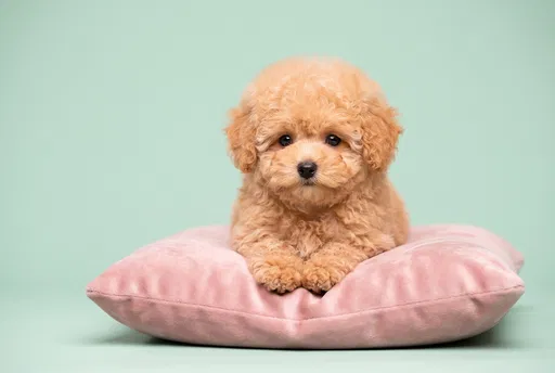 Apricot Toy Poodle Puppy on Cushion