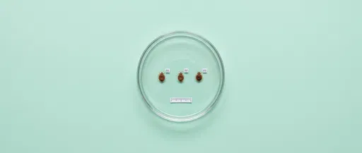 Bed Bug Specimens in Petri Dish