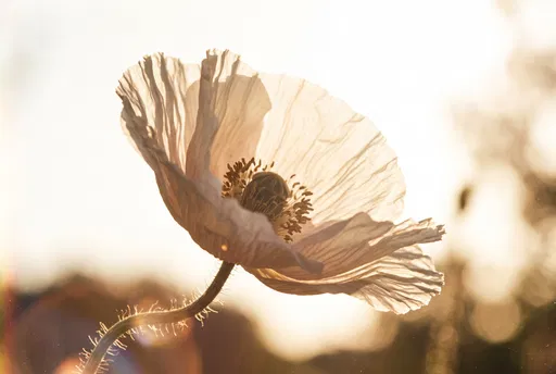 Backlit White Poppy in Morning Light