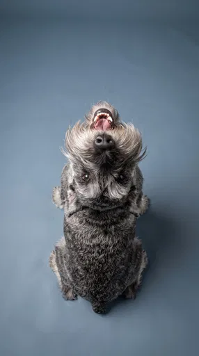 Schnauzer Looking Up on Blue Background