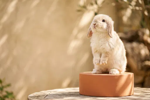 Cream Lop Rabbit on Terracotta Podium