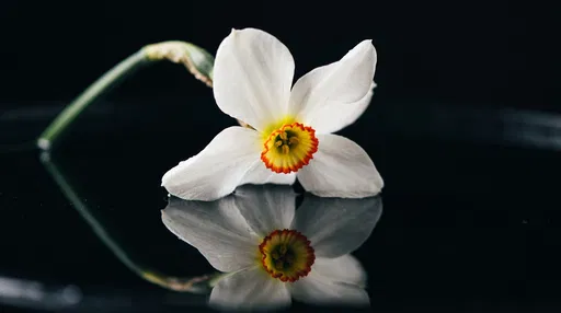 White Poet's Narcissus Reflected in Dark Water
