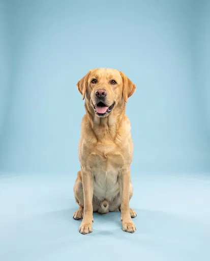 Yellow Labrador Sitting on Blue Backdrop