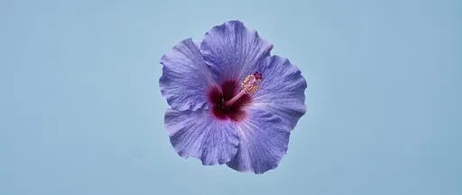 Blue-Violet Hibiscus on Light Blue Background