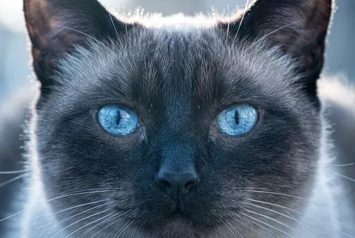 Macro Portrait of Blue-Eyed Siamese Cat