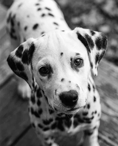 Monochrome Portrait of Dalmatian Puppy Looking Up