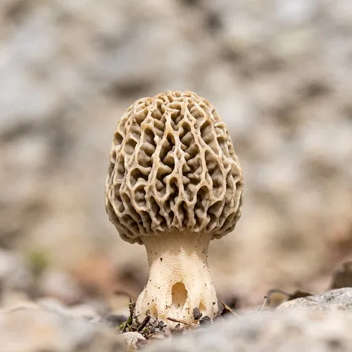 Macro Blonde Morel Mushroom on Stone