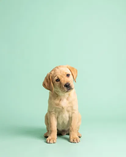 Yellow Labrador Puppy on Mint Backdrop