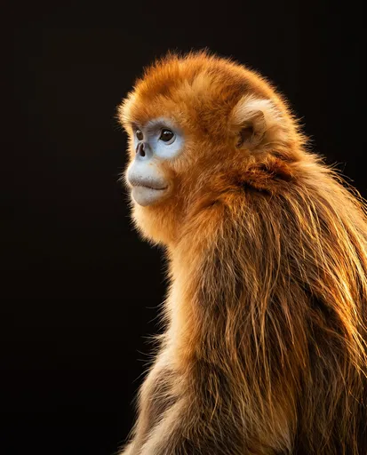 Golden Snub-Nosed Monkey Studio Portrait