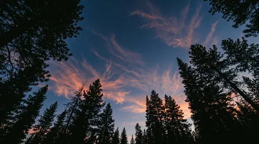 Silhouetted Pine Trees Under Sunset Clouds