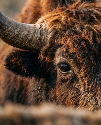 Close-Up of Yak Eye and Horn