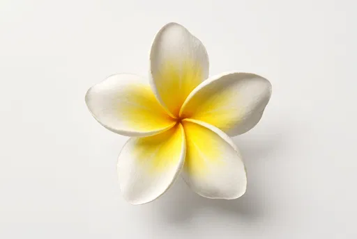 Isolated White and Yellow Plumeria Flower