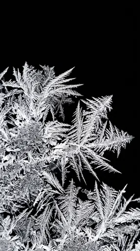 Macro Frost Crystals on Black Background