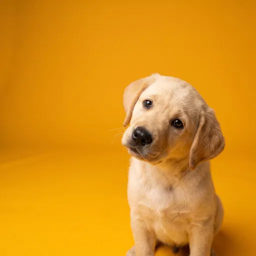 Yellow Labrador Puppy Studio Portrait