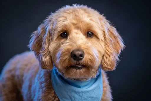 Studio Portrait of Goldendoodle in Blue Bandana