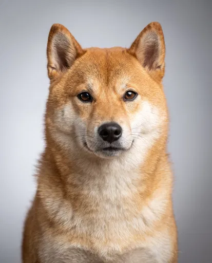 Studio Portrait of Red Shiba Inu