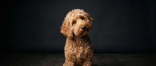 Apricot Goldendoodle Portrait on Dark Background