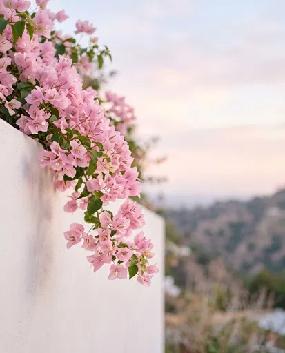 Pastel Pink Bougainvillea on Stucco Wall