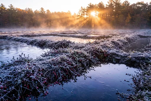 Frosty Cranberry Bog at Sunrise