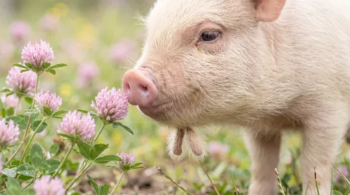 Cream Piglet Sniffing Pink Clover Blossoms